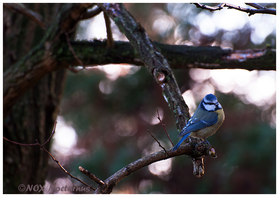 ... die Blaue Meise die ...