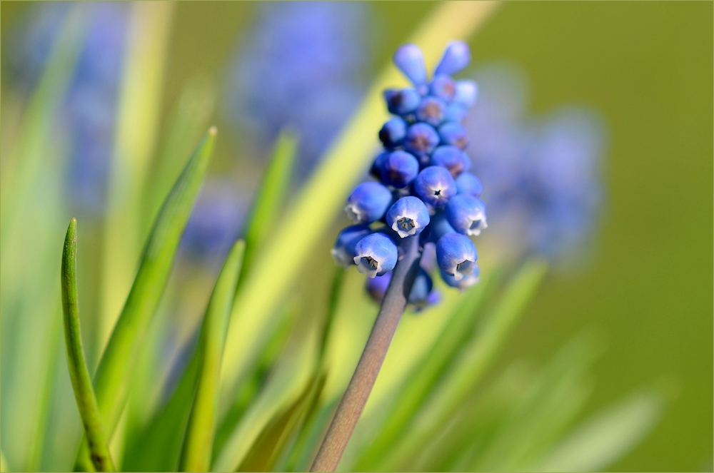 die blaue Muscari