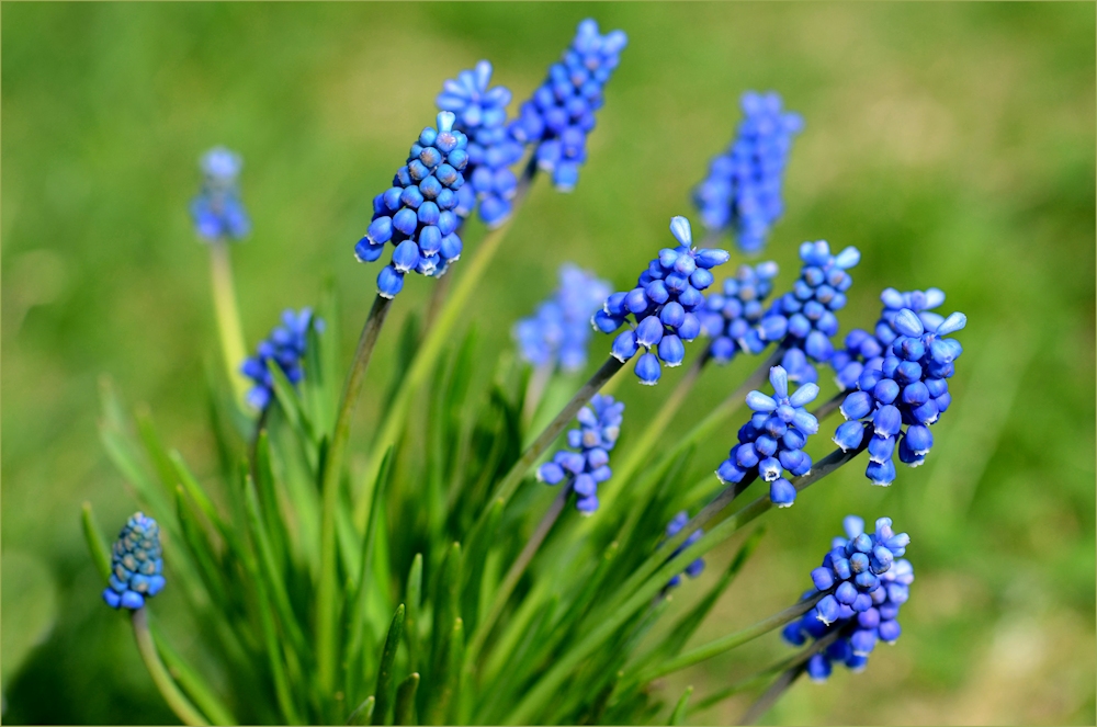 die blaue Muscari