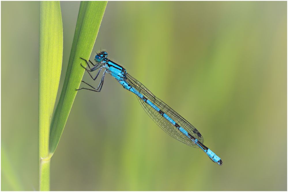 "die blaue Nadel"