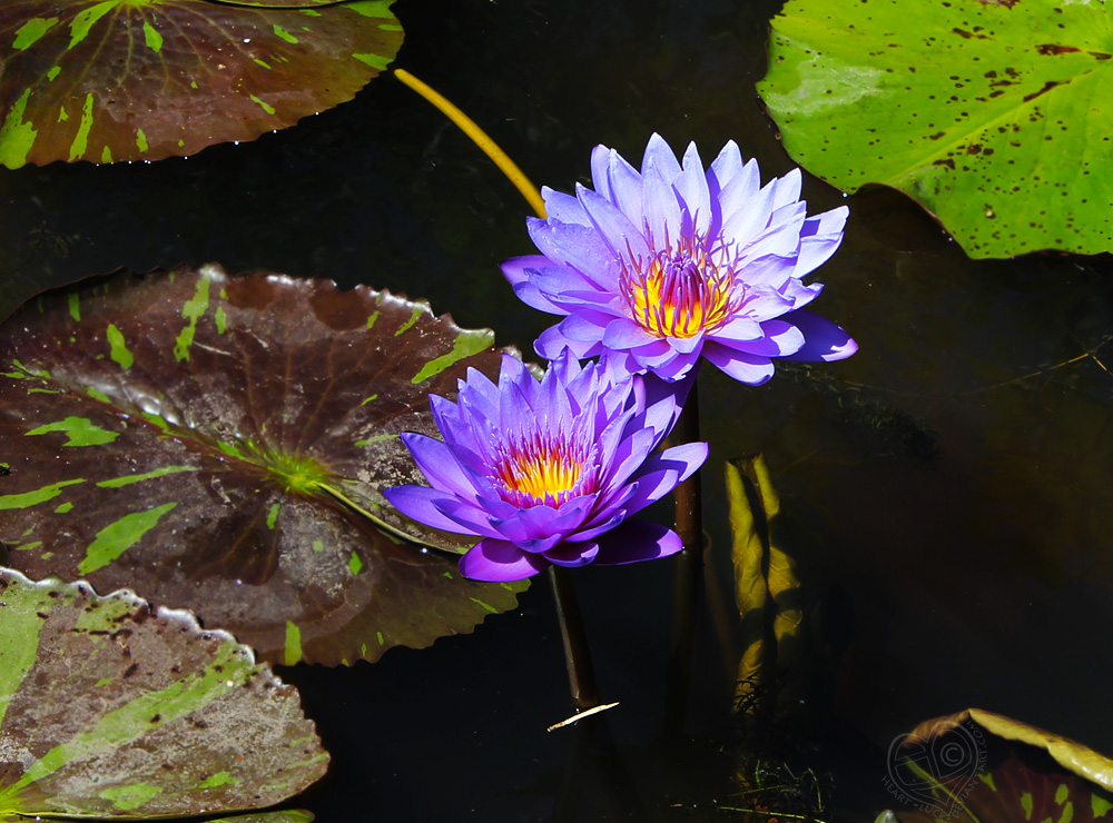 Die blaue Nymphaea