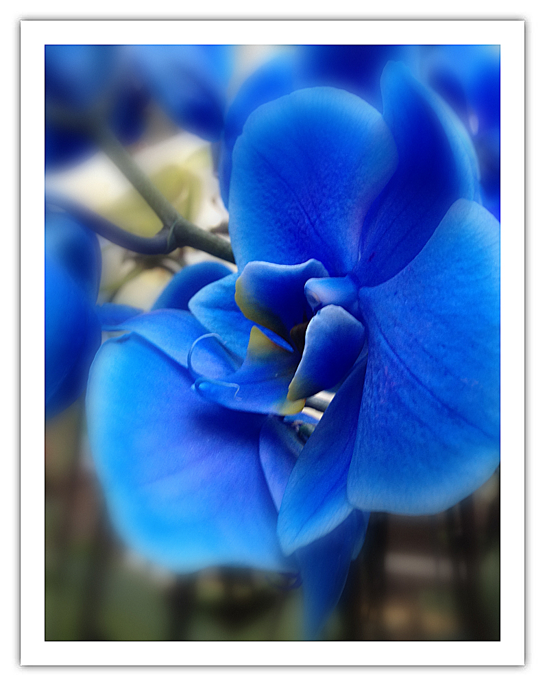 Die blaue Orchidee