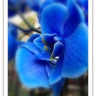 Die blaue Orchidee