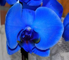 Die blaue Orchidee