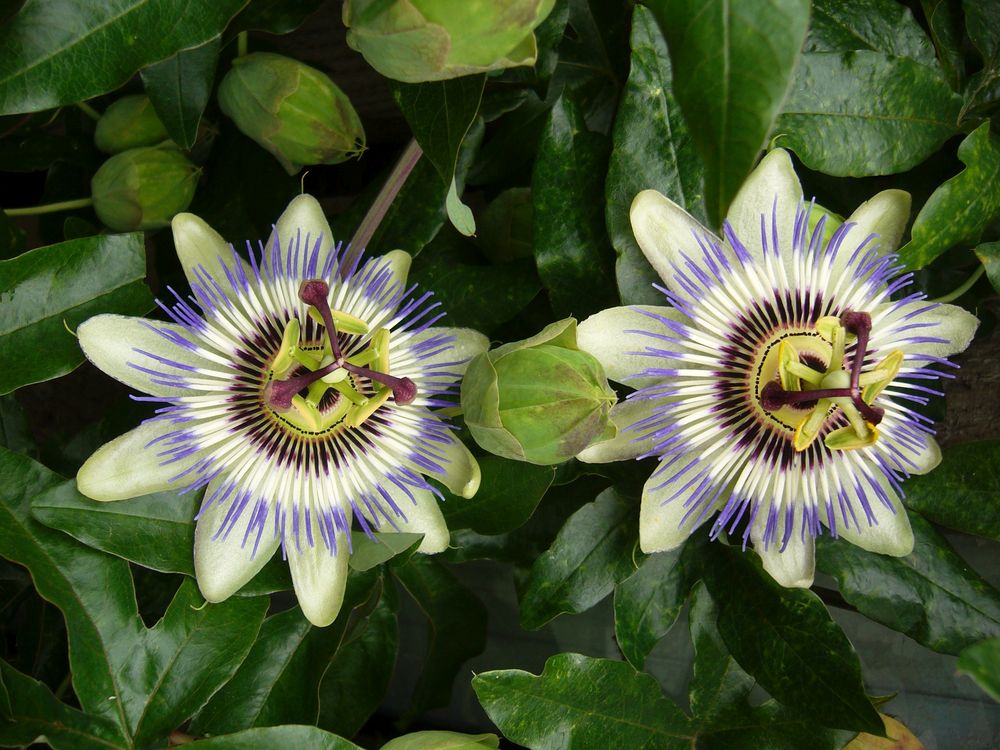 Die blaue Passionsblume - Eine Kletterpflanze mit heilender Wirkung