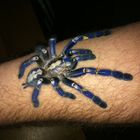 Die blaue Pracht 2 - Spinne