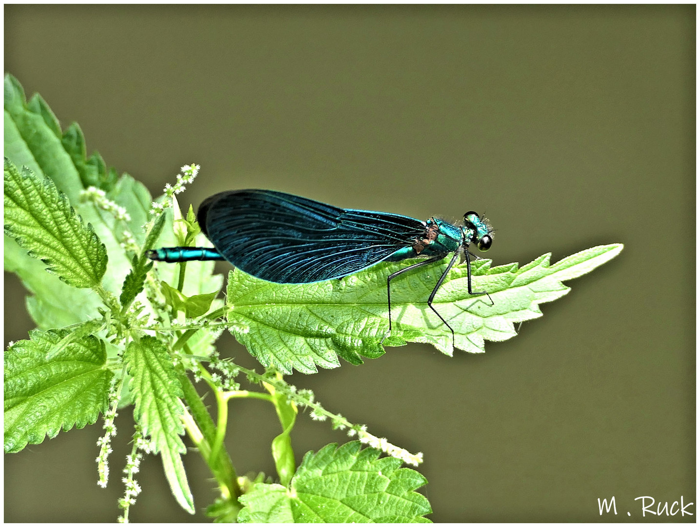 Die blaue Prachtlibelle , männlich !