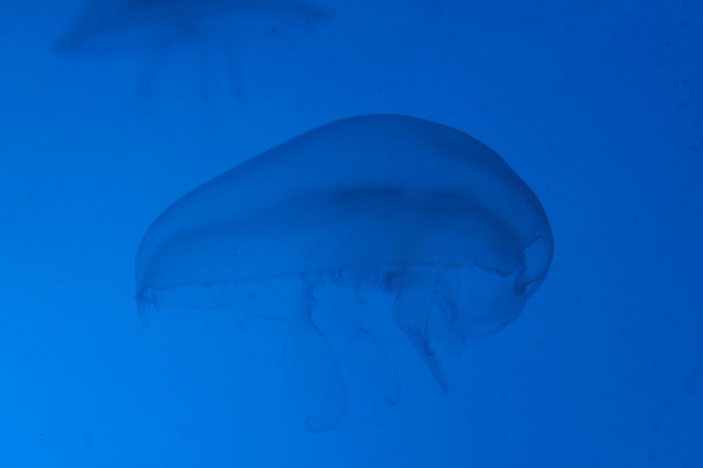 Die blaue Qualle Foto & Bild | tiere, zoo, wildpark & falknerei, zoo