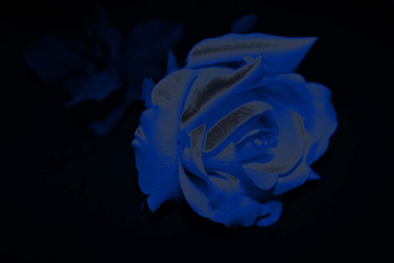 Die blaue Rose