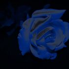 Die blaue Rose