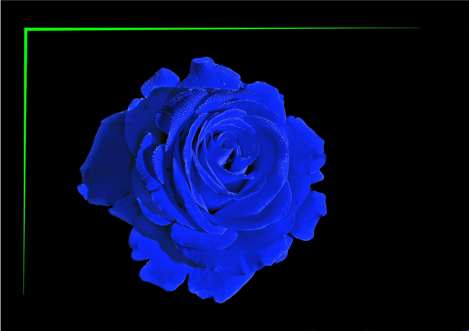 Die blaue Rose