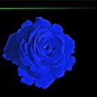 Die blaue Rose