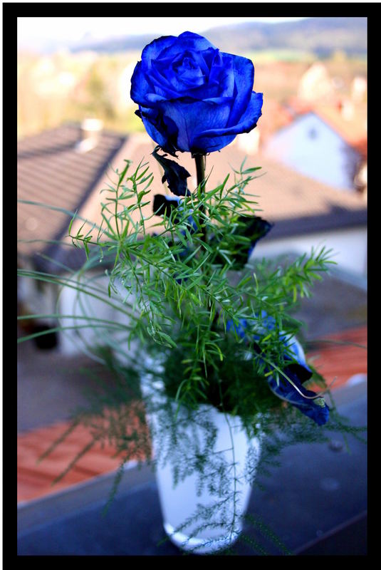 Die blaue Rose