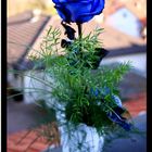 Die blaue Rose