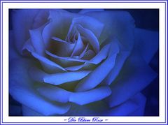 Die Blaue Rose