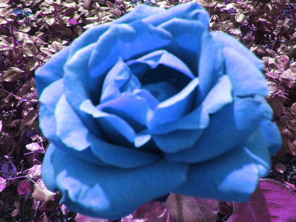 Die Blaue Rose