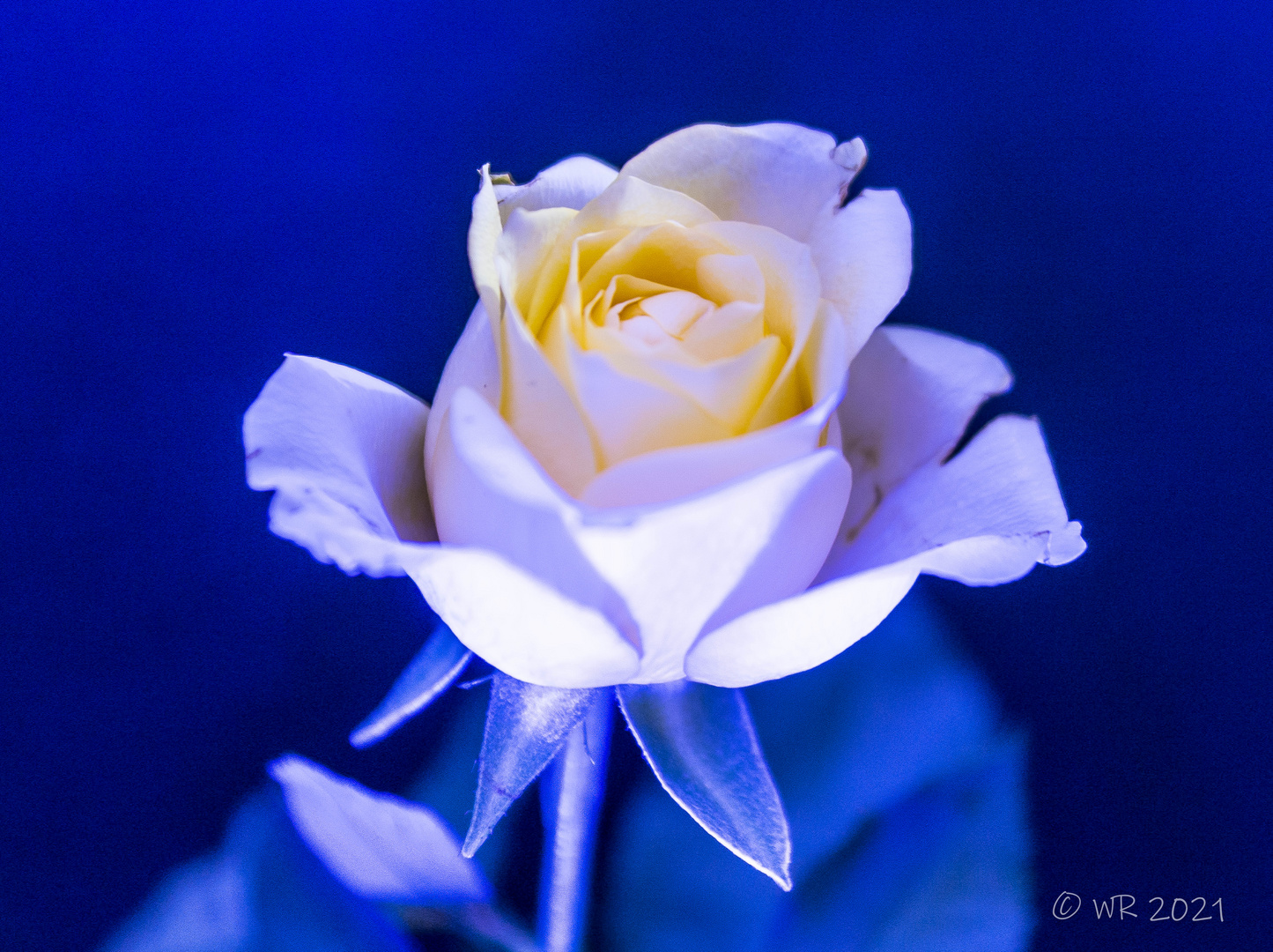 die blaue Rose