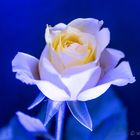 die blaue Rose