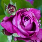 Die "blaue" Rose