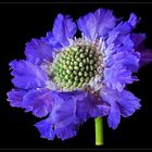 Die blaue Scabiose (Scabiosa caucasica ) ...