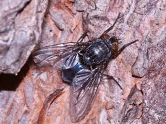 Die Blaue Schmeißfliege, Calliphora vicina I