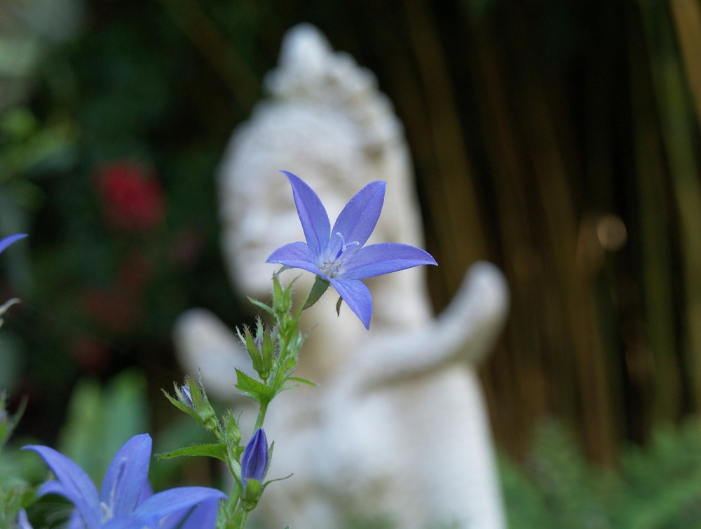 Die blaue Schönheit