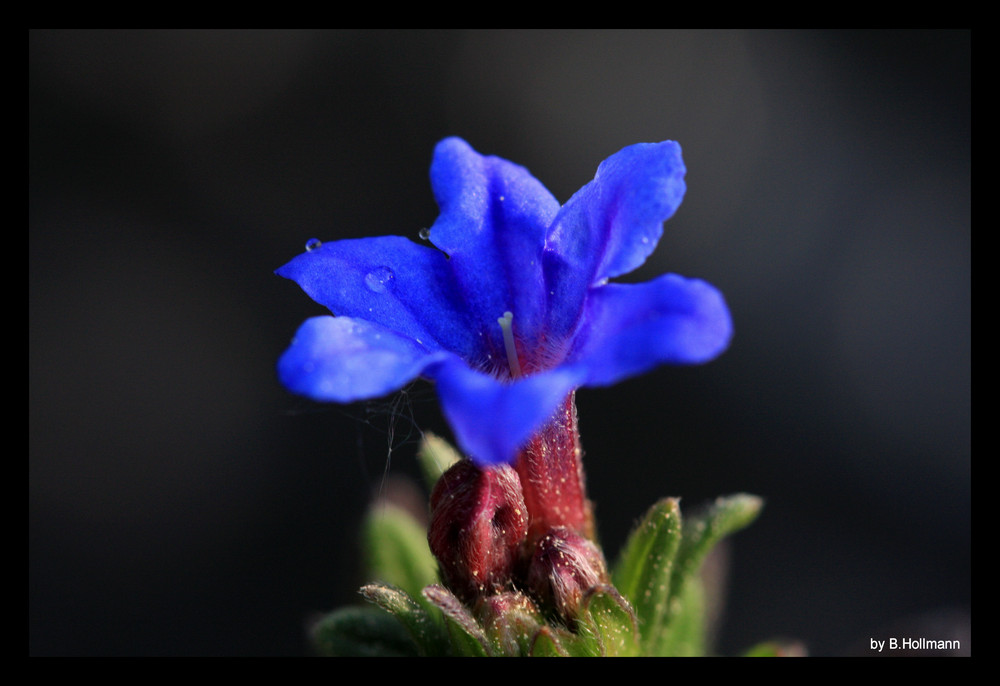 die blaue Schönheit