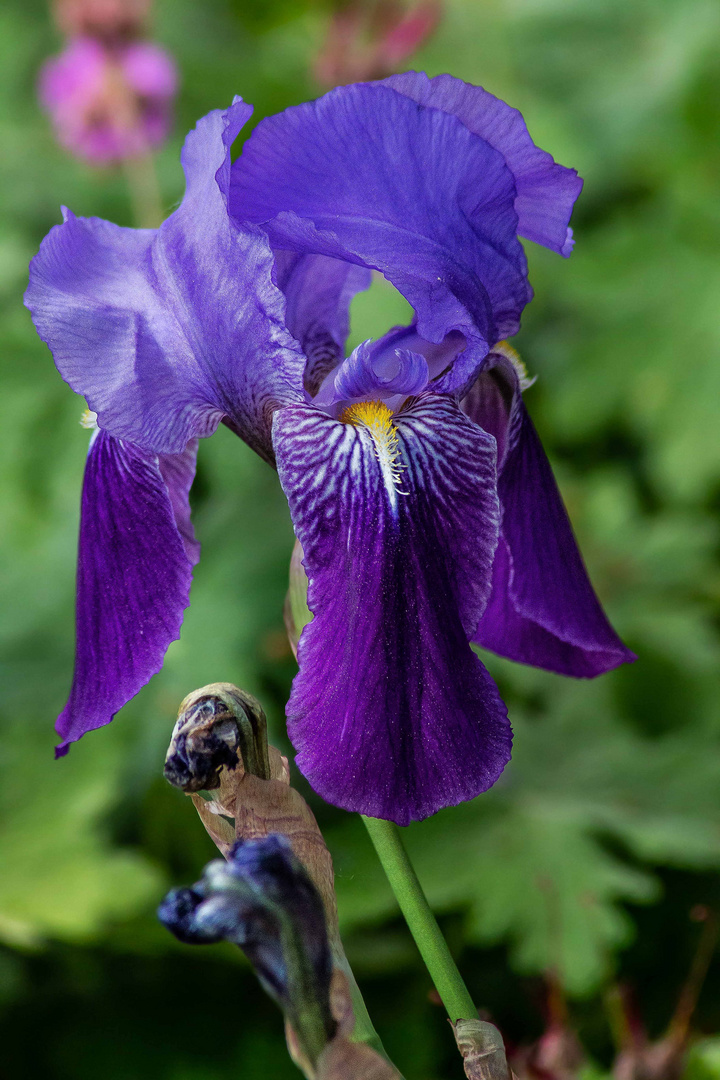 Die "Blaue Schönheit"