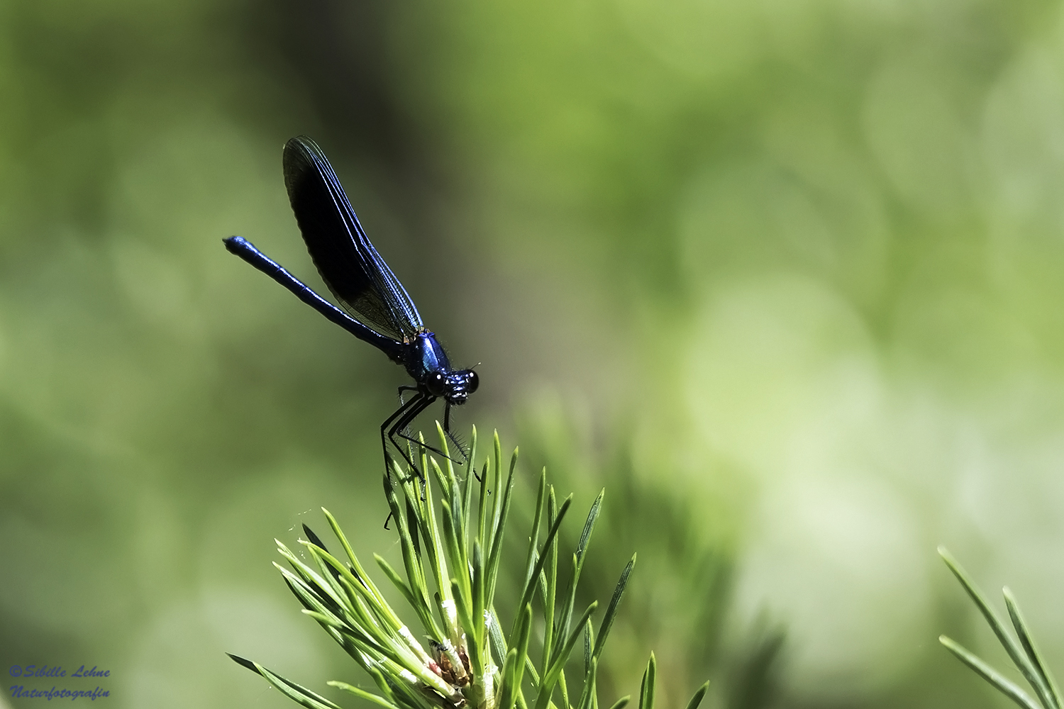 Die blaue Schönheit