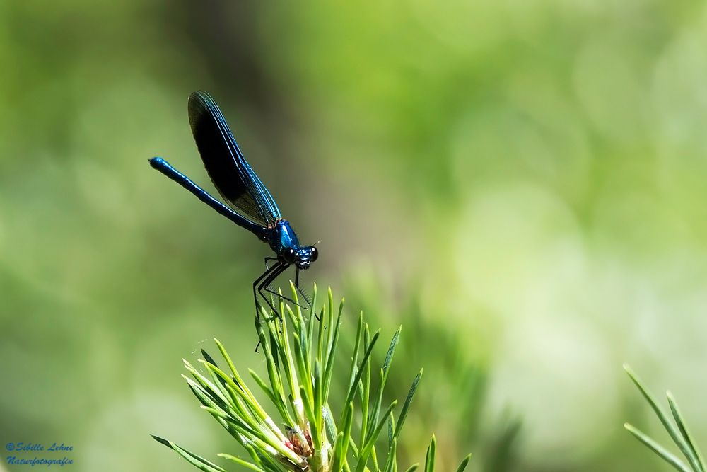 Die blaue Schönheit