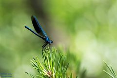 Die blaue Schönheit