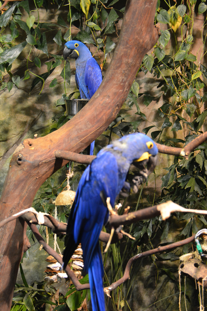 Die blaue Schönheit