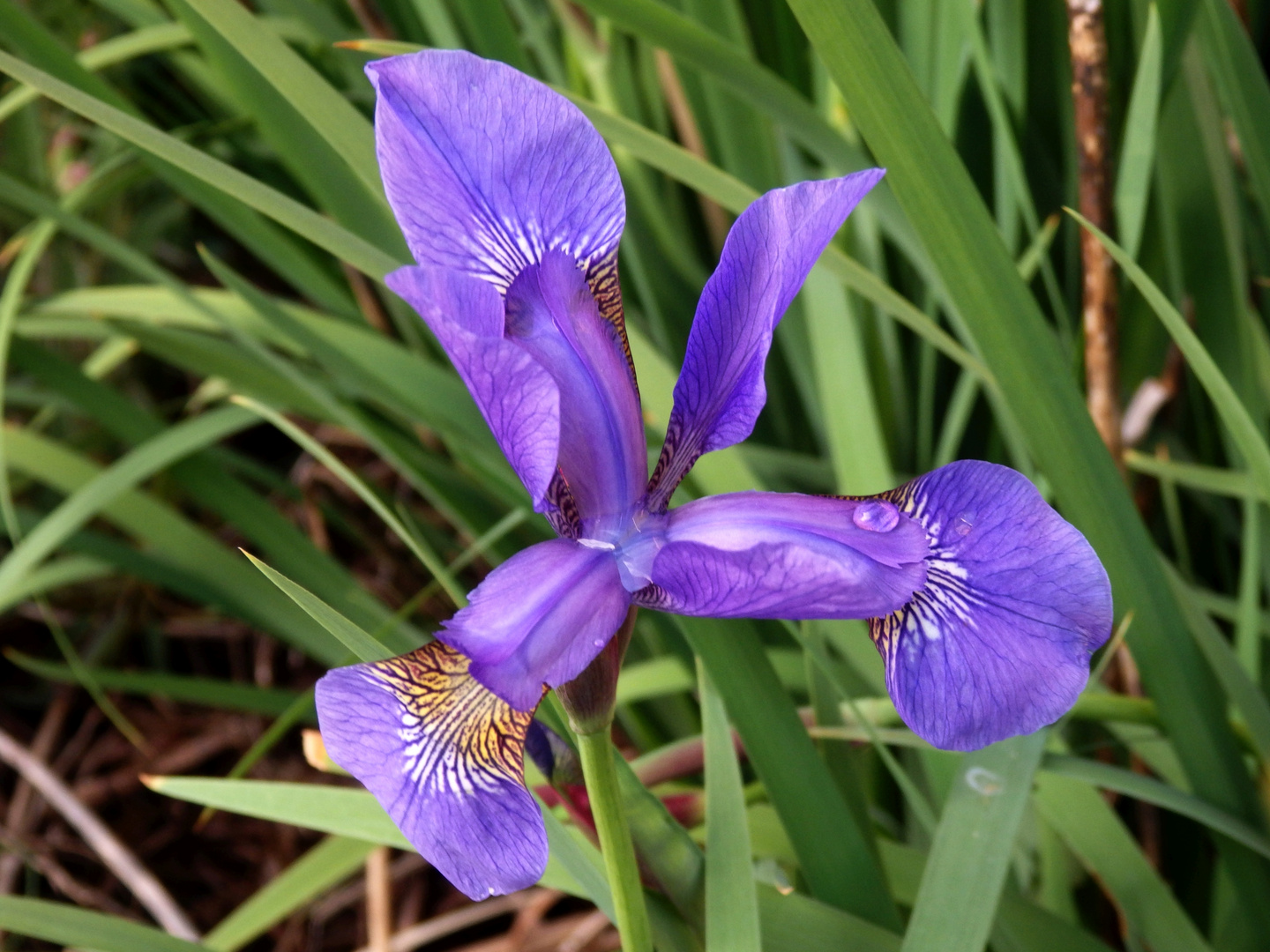 Die blaue Schwertlilie (Iris sibirica) blüht wieder