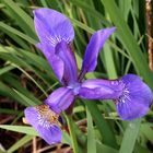 Die blaue Schwertlilie (Iris sibirica) blüht wieder