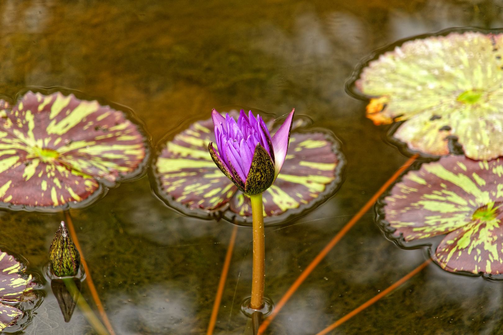 die blaue Seerose- mein Mittwochsblümchen