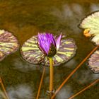 die blaue Seerose- mein Mittwochsblümchen