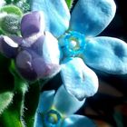 Die blaue Seidenblume - Oxypetalum 