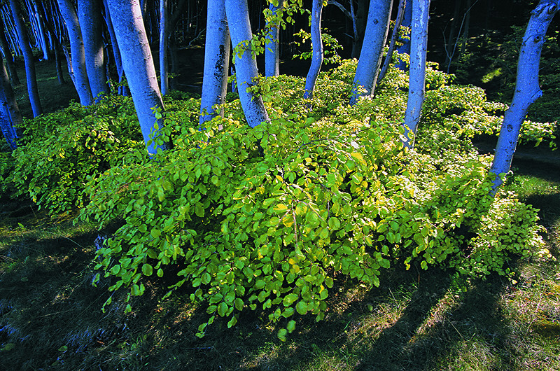 Die blaue Stunde im Wald der Krüppelbuchen