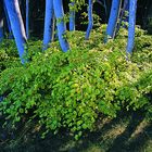 Die blaue Stunde im Wald der Krüppelbuchen