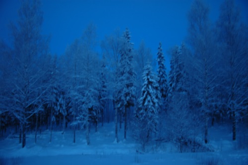 Die blaue Stunde in unserer waldreichen Umgebung