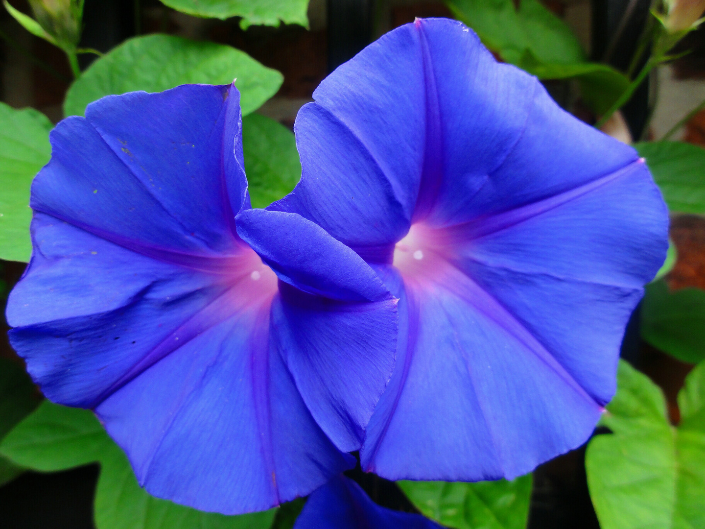 "Die blaue Versuchung" aus dem Berggarten Hannover