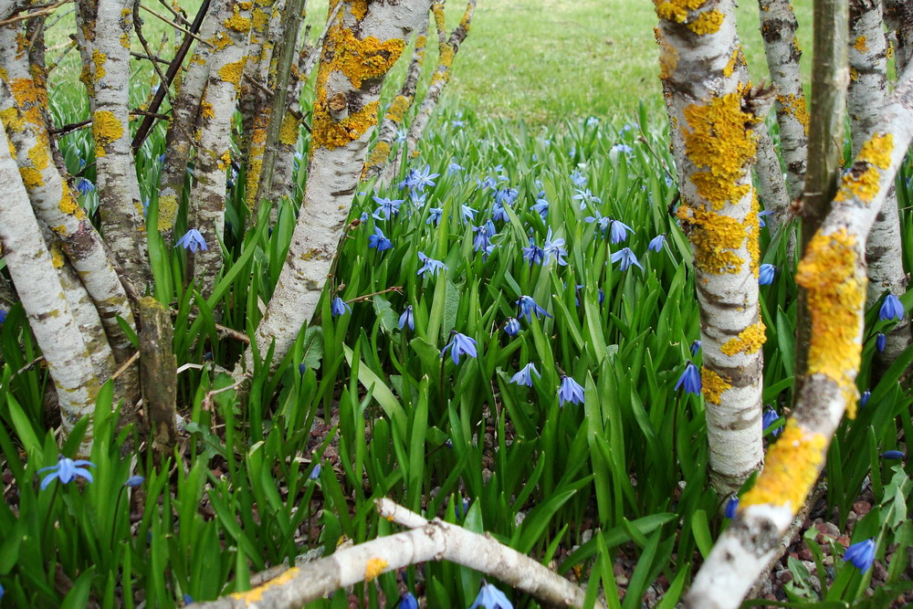 die blaue wiese