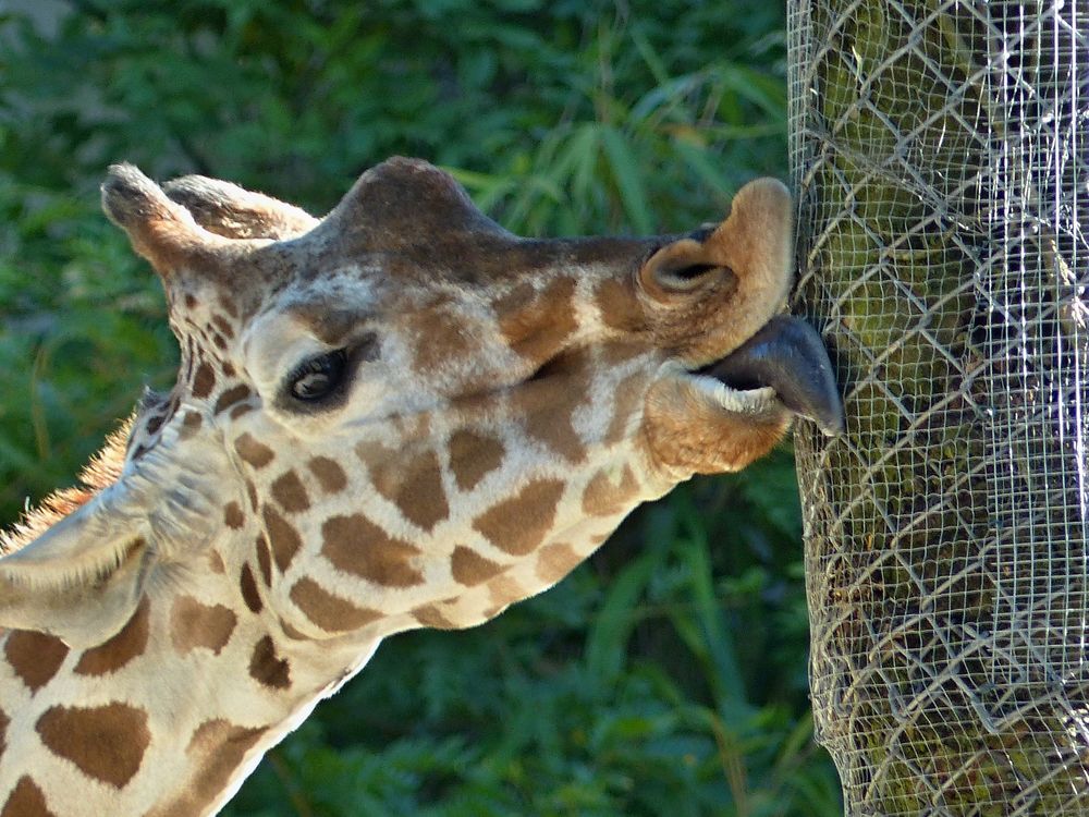 die blaue Zunge Foto & Bild tiere, zoo, wildpark & falknerei, säugetiere Bilder auf