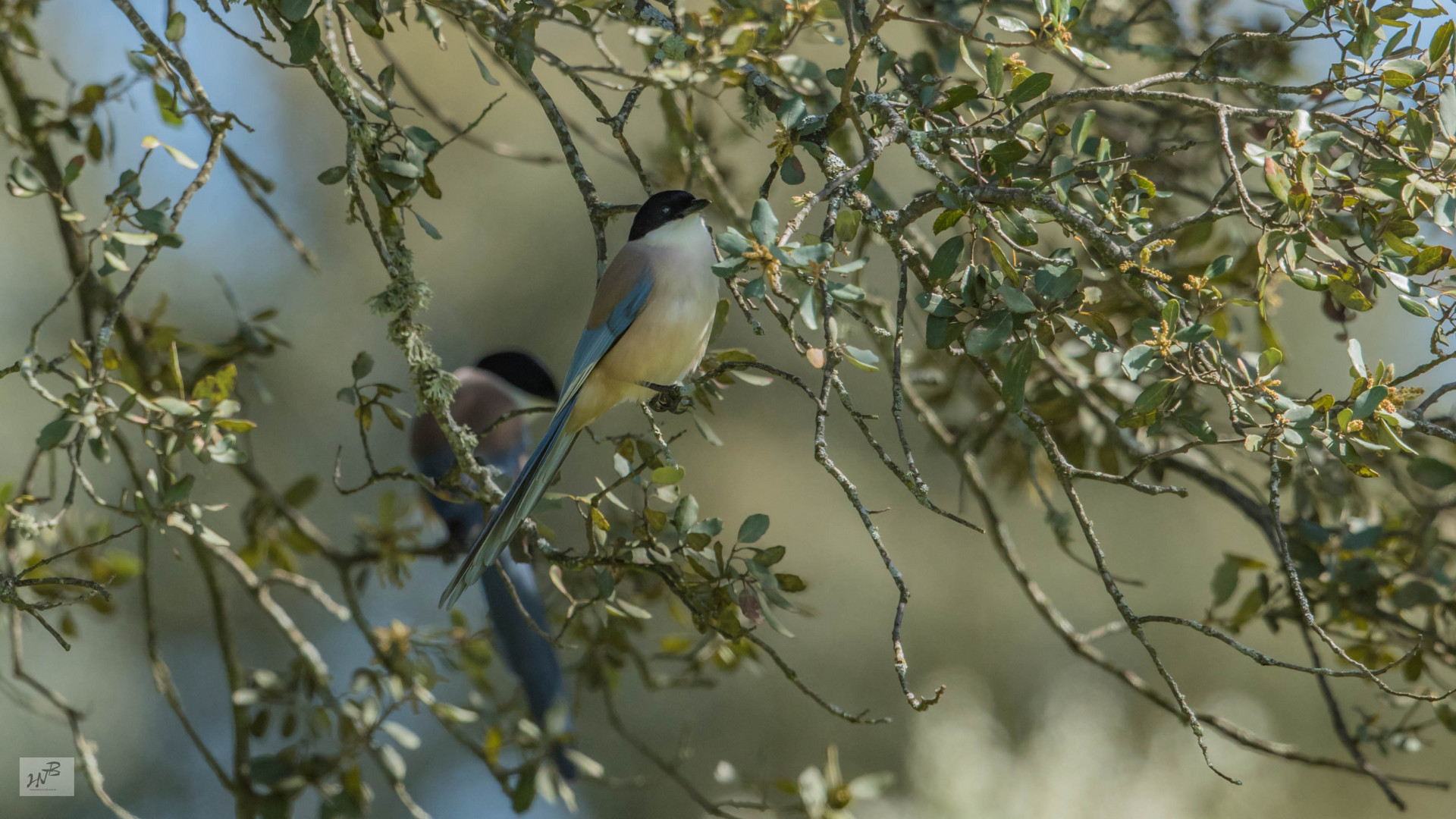 Die Blauelster (Cyanopica cyana)