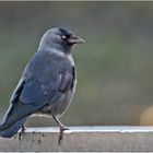 Die blauen Augen der Dohlen (Corvus monedula) . . .