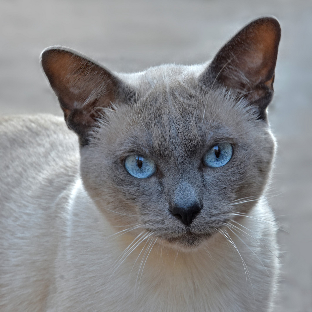 Die blauen Augen der Siamkatze....