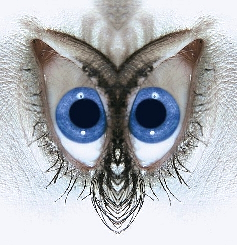 Die Blauen Augen Einer Eule Foto Bild Abstraktes Motive Bilder Auf Fotocommunity