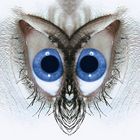 Die blauen Augen einer Eule