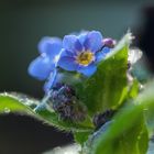 Die blauen Blüten des Vergissmeinnicht 