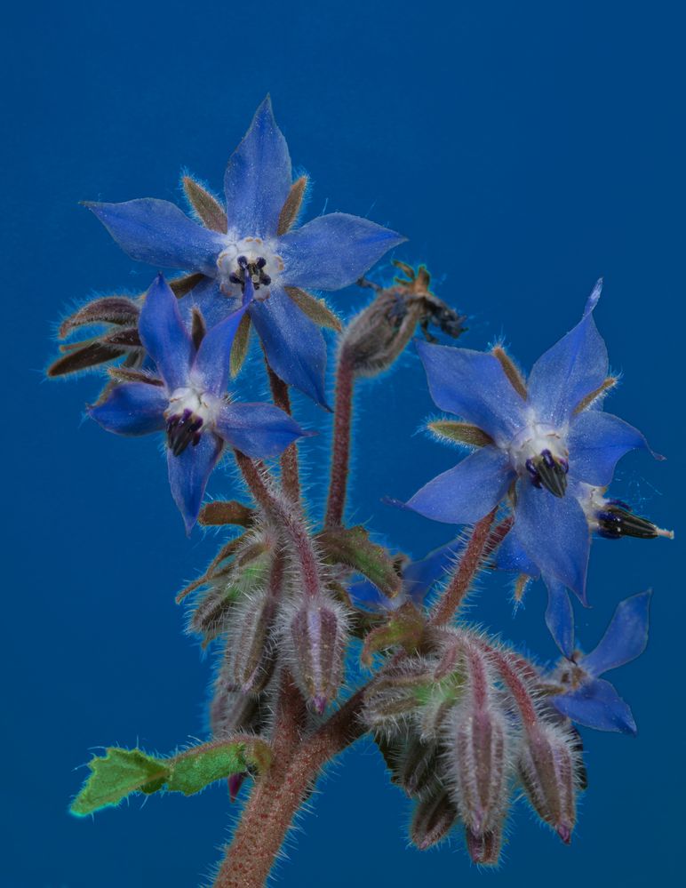 Die blauen Blumen 1 von Fredy Guder 